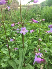 Penstemon tenuis