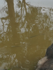 Ctenopharyngodon idella