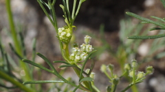 Spermolepis lateriflora