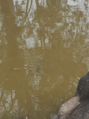 Ctenopharyngodon idella