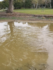 Ctenopharyngodon idella