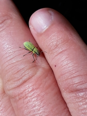 Pantomorus viridisquamosus