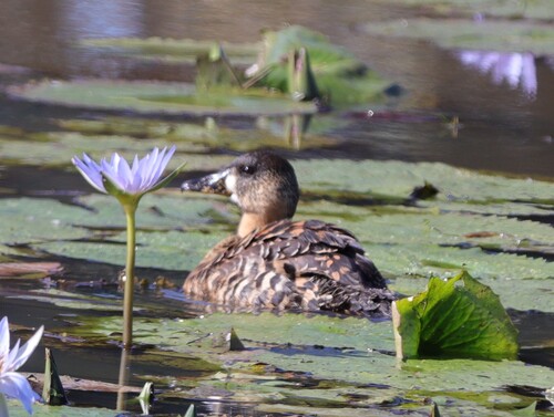 iNaturalist image
