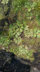 Plantago raoulii