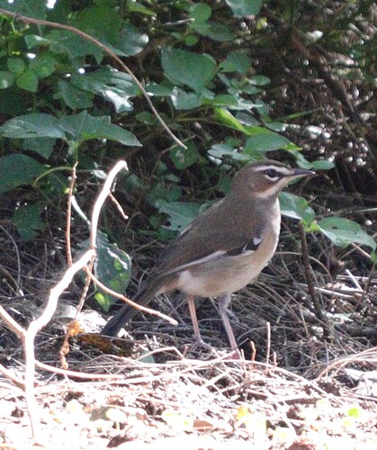 iNaturalist image