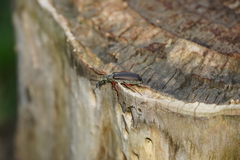Pomphopoea