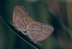 Neonympha mitchellii