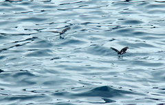 Oceanites gracilis