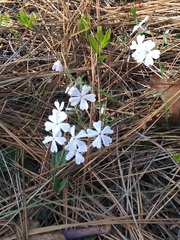 Phlox nivalis