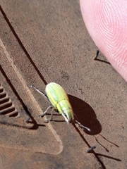 Pantomorus viridisquamosus