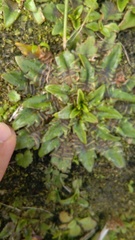 Plantago triandra