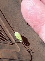 Pantomorus viridisquamosus