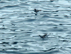 Oceanites gracilis