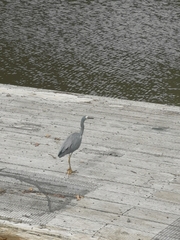 Egretta novaehollandiae novaehollandiae
