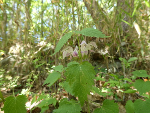 Lamium album barbatum