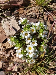 Linanthus demissus