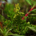 Northern Moonwort - Photo (c) Nannie, some rights reserved (CC BY-NC-ND), uploaded by Nannie
