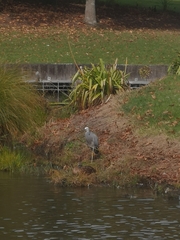 Egretta novaehollandiae novaehollandiae
