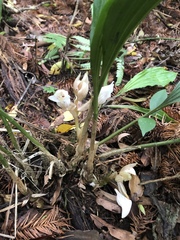 Acanthophippium striatum