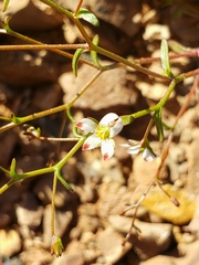 Nemacladus orientalis