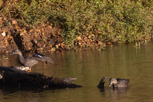 iNaturalist: (c) ianrijsdijk, some rights reserved (CC BY-NC), uploaded by ianrijsdijk iNaturalist image