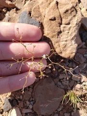 Nemacladus orientalis