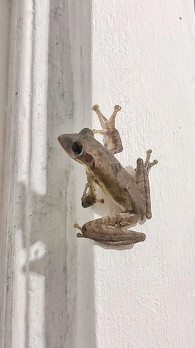 Common Hourglass Tree Frog