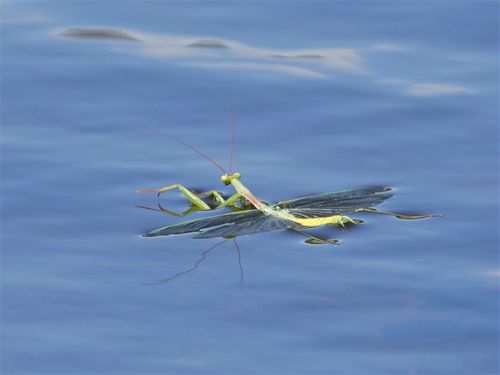 South African Mantis photo 4