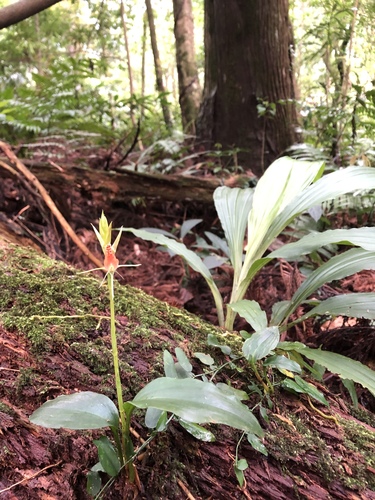 Cryptostylis arachnites iNat (1)