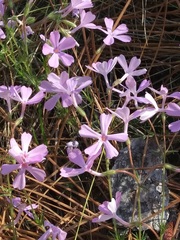 Phlox nivalis