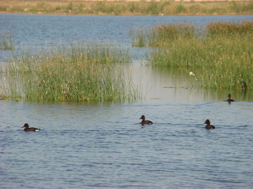 Ferruginous Duck