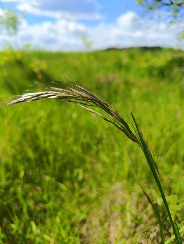 Downy Oat-grass
