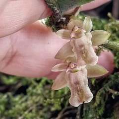 Scaphyglottis