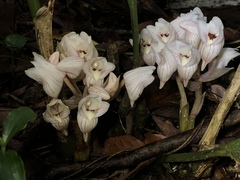 Acanthophippium striatum
