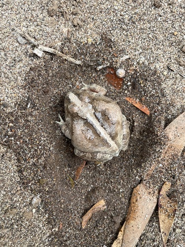 Ornate Burrowing Frog