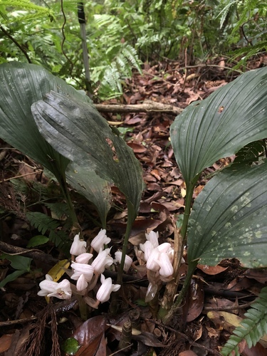 Acanthephippium striatum iNat (2)