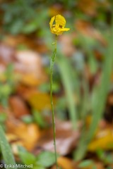 Trimezia martinicensis