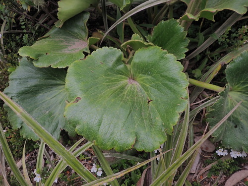 Ranunculus insignis, photograph 2