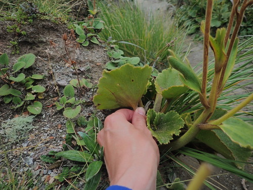 Ranunculus insignis, photograph 4