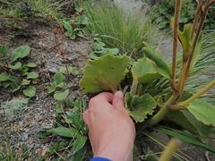 (c) Jacob Littlejohn, some rights reserved (CC BY-SA) Ranunculus insignis, photograph (c) Jacob Littlejohn, some rights reserved (CC BY-SA)