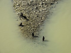 Phalacrocorax carbo