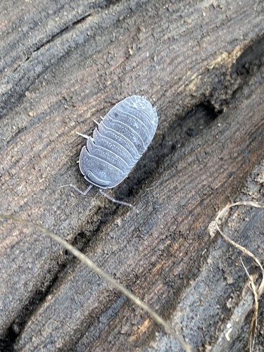 Merulana boydensis