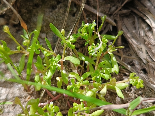 Montia fontana minor