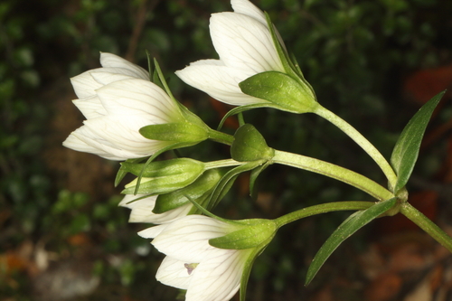 Gentianella montana, photograph 5