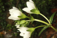 (c) Jacob Littlejohn, some rights reserved (CC BY-SA) Gentianella montana, photograph (c) Jacob Littlejohn, some rights reserved (CC BY-SA)