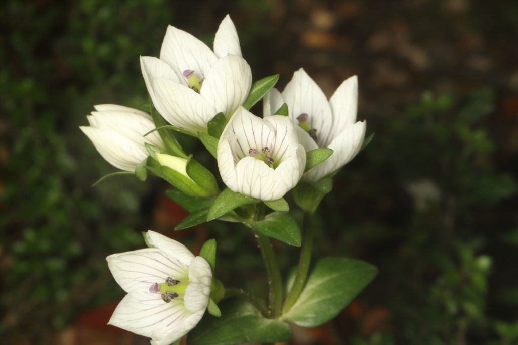 Gentianella montana; photograph (c) Jacob Littlejohn, some rights reserved (CC BY-SA)