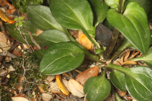 Gentianella montana, photograph 6