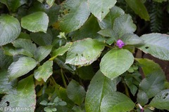 Chrysothemis melittifolia