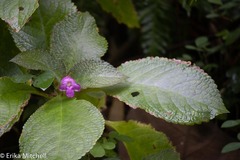Chrysothemis melittifolia