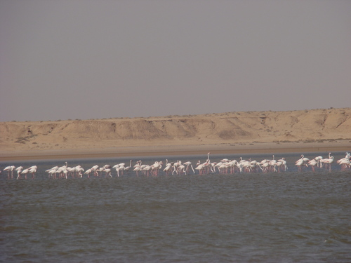 Greater Flamingo